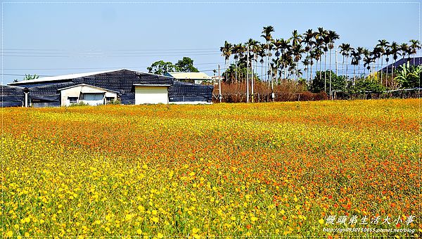 2013新社花海「花間 漫遊 樂悠遊」：【台中／新社】2013新社花海「花間 漫遊 樂悠遊」