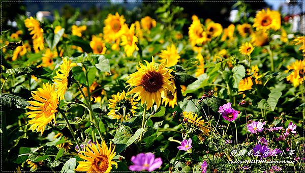 2013新社花海「花間 漫遊 樂悠遊」：【台中／新社】2013新社花海「花間 漫遊 樂悠遊」