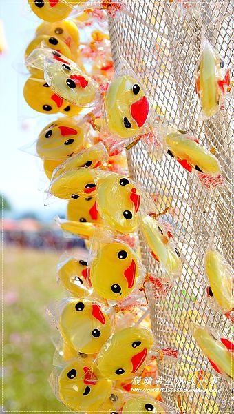 2013新社花海「花間 漫遊 樂悠遊」：【台中／新社】2013新社花海「花間 漫遊 樂悠遊」