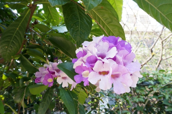 水巷覓鏡 & 水圈圈：2013桃園地景藝術節～水巷覓鏡 & 炳哥的機器人異想世界