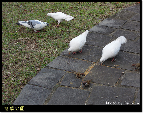 0216 1-雙溪公園09
