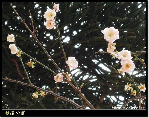 0216 1-雙溪公園11