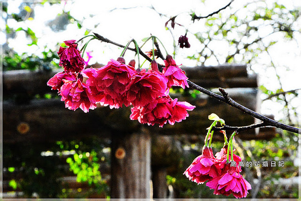 雙溪公園:【臺北】士林區。雙溪公園