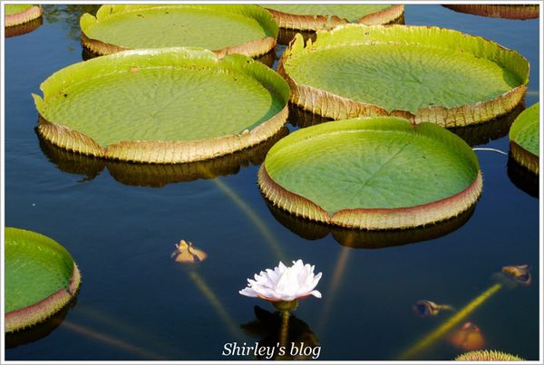 雙溪公園：雙溪公園‧大王蓮