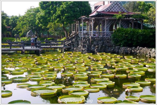 雙溪公園：雙溪公園‧大王蓮
