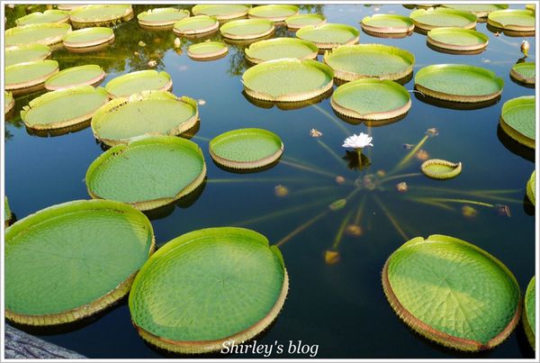 雙溪公園：雙溪公園‧大王蓮