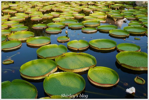 雙溪公園：雙溪公園‧大王蓮