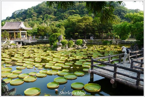雙溪公園：雙溪公園‧大王蓮