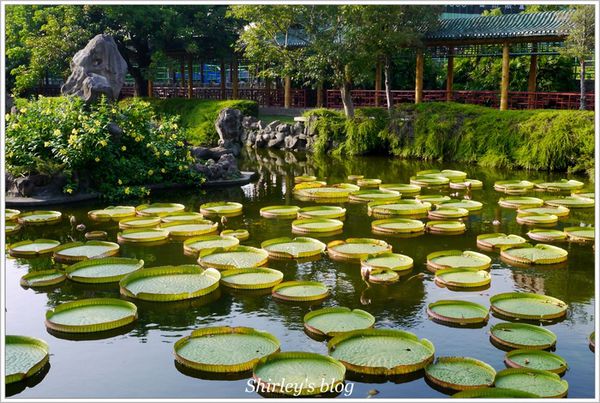 雙溪公園：雙溪公園‧大王蓮