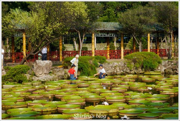 雙溪公園：雙溪公園‧大王蓮