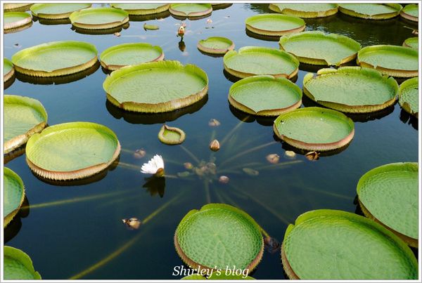 雙溪公園：雙溪公園‧大王蓮