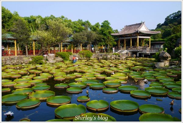 雙溪公園：雙溪公園‧大王蓮
