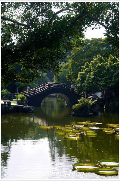 雙溪公園：雙溪公園‧大王蓮