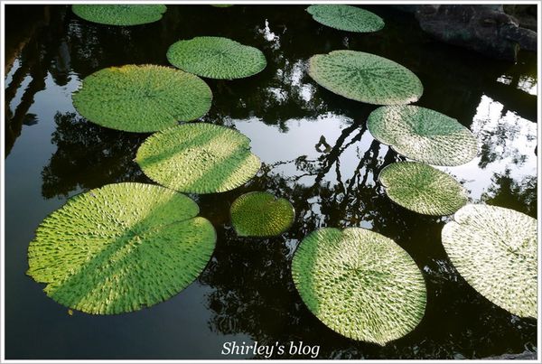 雙溪公園：雙溪公園‧大王蓮