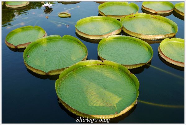 雙溪公園：雙溪公園‧大王蓮