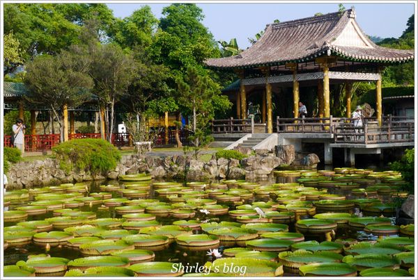 雙溪公園：雙溪公園‧大王蓮