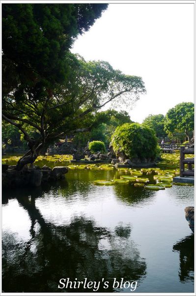 雙溪公園：雙溪公園‧大王蓮