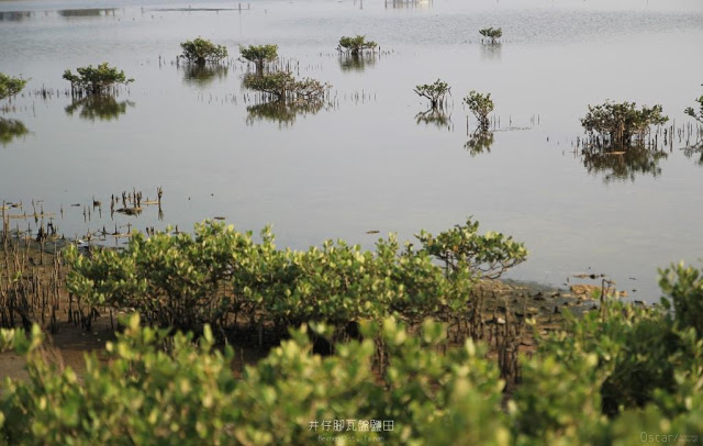 井仔腳瓦盤鹽田-16