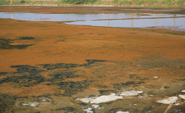 井仔腳瓦盤鹽田-32