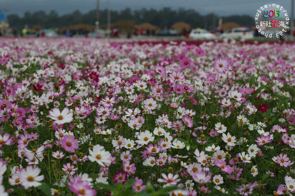 台中新社花海:2013新社花海「花間 漫遊 樂悠遊」✪我又來嘍❤波斯菊超美的啦~102.11.16