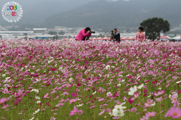 台中新社花海:2013新社花海「花間 漫遊 樂悠遊」✪我又來嘍❤波斯菊超美的啦~102.11.16