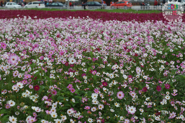 台中新社花海:2013新社花海「花間 漫遊 樂悠遊」✪我又來嘍❤波斯菊超美的啦~102.11.16