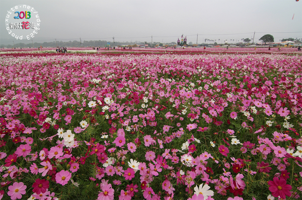 台中新社花海:2013新社花海「花間 漫遊 樂悠遊」✪我又來嘍❤波斯菊超美的啦~102.11.16