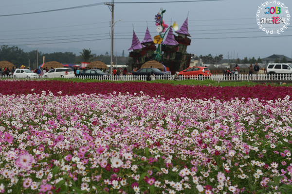 台中新社花海:2013新社花海「花間 漫遊 樂悠遊」✪我又來嘍❤波斯菊超美的啦~102.11.16