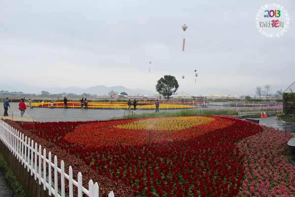 台中新社花海:2013新社花海「花間 漫遊 樂悠遊」✪我又來嘍❤波斯菊超美的啦~102.11.16