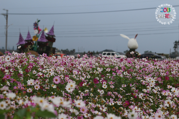 台中新社花海:2013新社花海「花間 漫遊 樂悠遊」✪我又來嘍❤波斯菊超美的啦~102.11.16