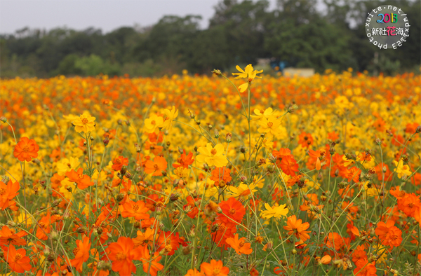 台中新社花海:2013新社花海「花間 漫遊 樂悠遊」✪我又來嘍❤波斯菊超美的啦~102.11.16