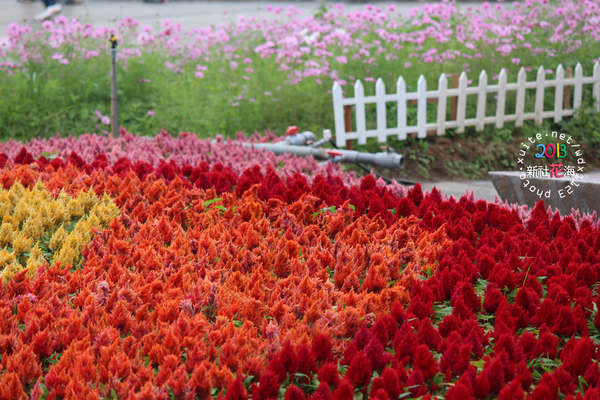 台中新社花海:2013新社花海「花間 漫遊 樂悠遊」✪我又來嘍❤波斯菊超美的啦~102.11.16