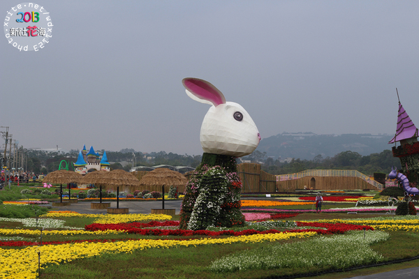 台中新社花海:2013新社花海「花間 漫遊 樂悠遊」✪我又來嘍❤波斯菊超美的啦~102.11.16