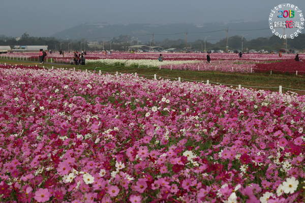 台中新社花海:2013新社花海「花間 漫遊 樂悠遊」✪我又來嘍❤波斯菊超美的啦~102.11.16