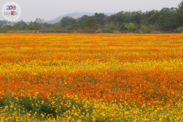 台中新社花海:2013新社花海「花間 漫遊 樂悠遊」✪我又來嘍❤波斯菊超美的啦~102.11.16