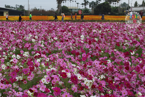 台中新社花海:2013新社花海「花間 漫遊 樂悠遊」✪我又來嘍❤波斯菊超美的啦~102.11.16