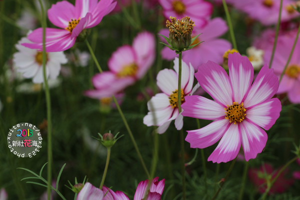 台中新社花海:2013新社花海「花間 漫遊 樂悠遊」✪我又來嘍❤波斯菊超美的啦~102.11.16