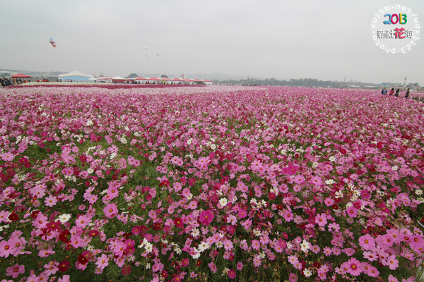 台中新社花海:2013新社花海「花間 漫遊 樂悠遊」✪我又來嘍❤波斯菊超美的啦~102.11.16