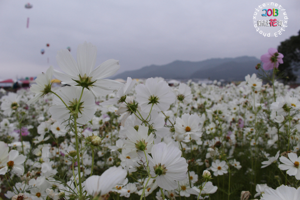 台中新社花海:2013新社花海「花間 漫遊 樂悠遊」✪我又來嘍❤波斯菊超美的啦~102.11.16