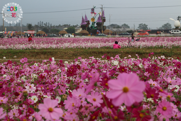 台中新社花海:2013新社花海「花間 漫遊 樂悠遊」✪我又來嘍❤波斯菊超美的啦~102.11.16