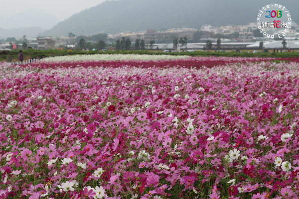 台中新社花海:2013新社花海「花間 漫遊 樂悠遊」✪我又來嘍❤波斯菊超美的啦~102.11.16