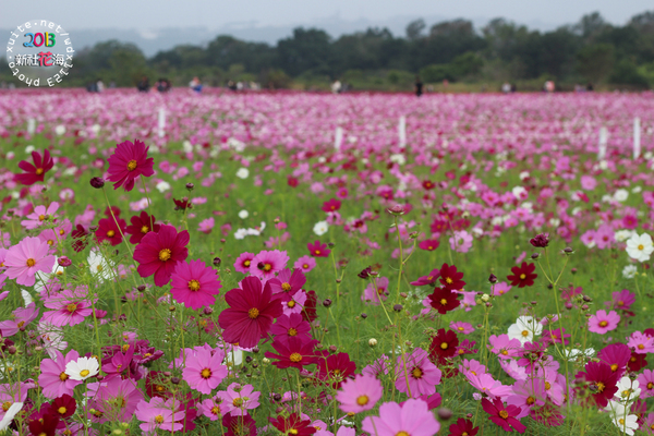 台中新社花海:2013新社花海「花間 漫遊 樂悠遊」✪我又來嘍❤波斯菊超美的啦~102.11.16