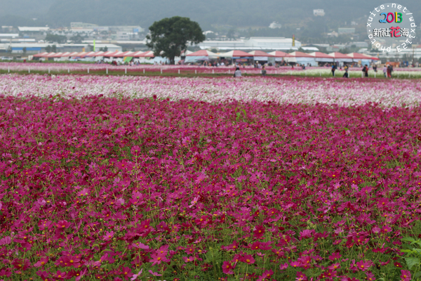 台中新社花海:2013新社花海「花間 漫遊 樂悠遊」✪我又來嘍❤波斯菊超美的啦~102.11.16