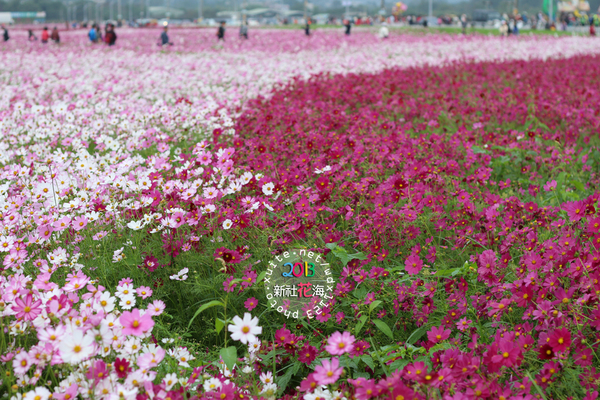 台中新社花海:2013新社花海「花間 漫遊 樂悠遊」✪我又來嘍❤波斯菊超美的啦~102.11.16