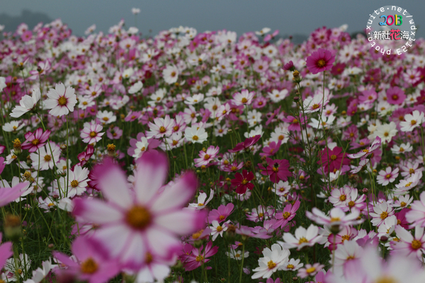台中新社花海:2013新社花海「花間 漫遊 樂悠遊」✪我又來嘍❤波斯菊超美的啦~102.11.16
