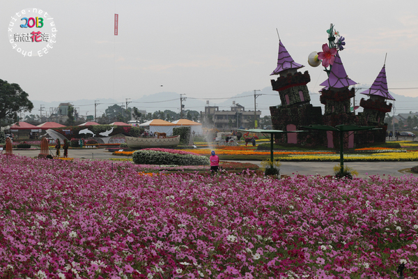 台中新社花海:2013新社花海「花間 漫遊 樂悠遊」✪我又來嘍❤波斯菊超美的啦~102.11.16