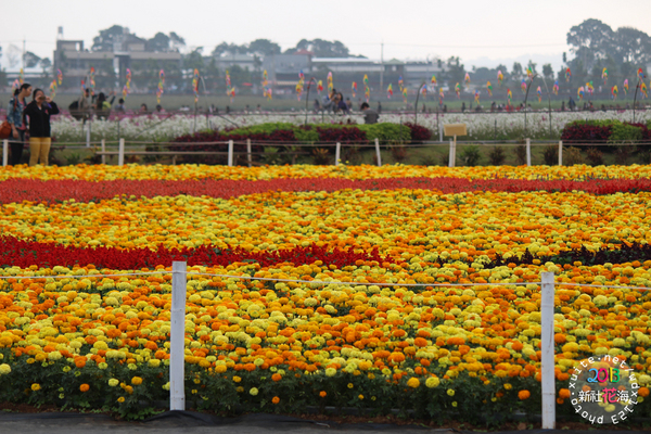 台中新社花海:2013新社花海「花間 漫遊 樂悠遊」✪我又來嘍❤波斯菊超美的啦~102.11.16