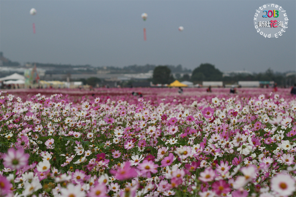 台中新社花海:2013新社花海「花間 漫遊 樂悠遊」✪我又來嘍❤波斯菊超美的啦~102.11.16