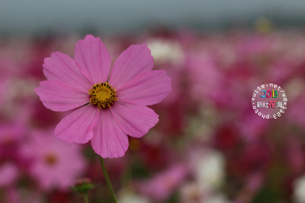 台中新社花海:2013新社花海「花間 漫遊 樂悠遊」✪我又來嘍❤波斯菊超美的啦~102.11.16