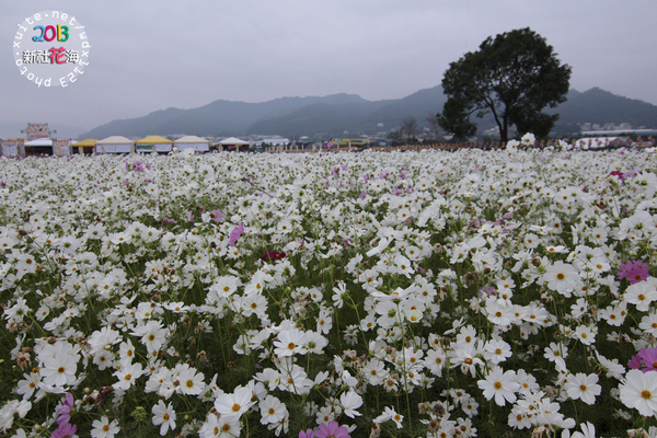 台中新社花海:2013新社花海「花間 漫遊 樂悠遊」✪我又來嘍❤波斯菊超美的啦~102.11.16
